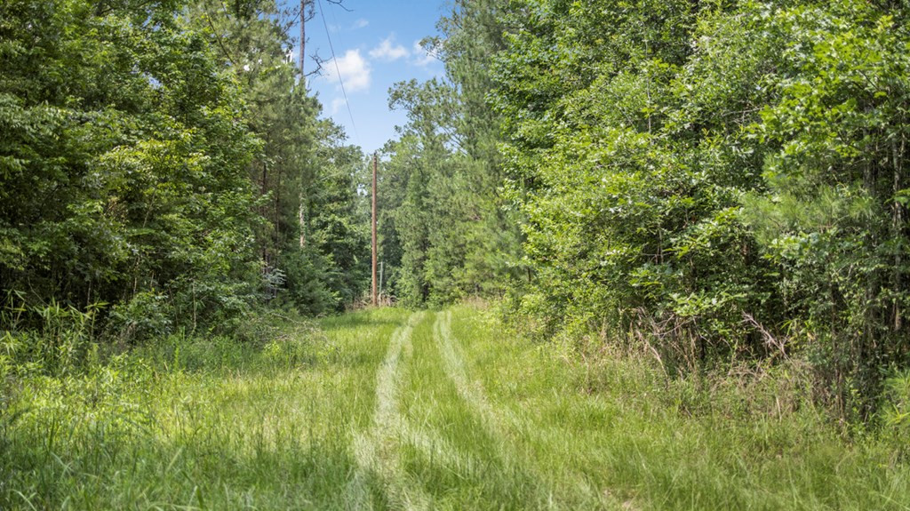 2167 Garden City Road Roxie, MS 39661 - Photo 6 of 42 Photo 6