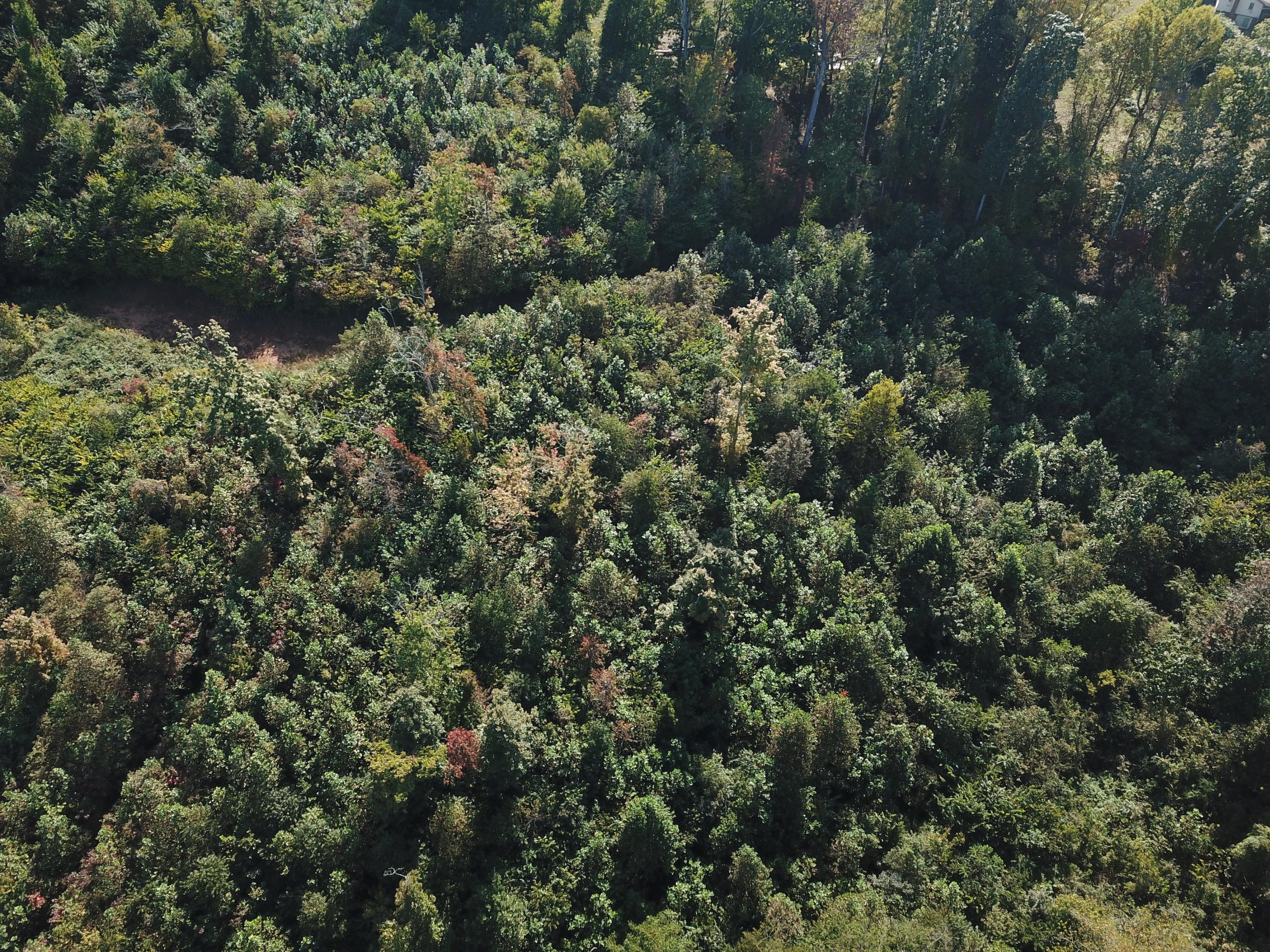 New Corinth Road Blaine, TN 37709 - Photo 3 of 7 DJI_0018