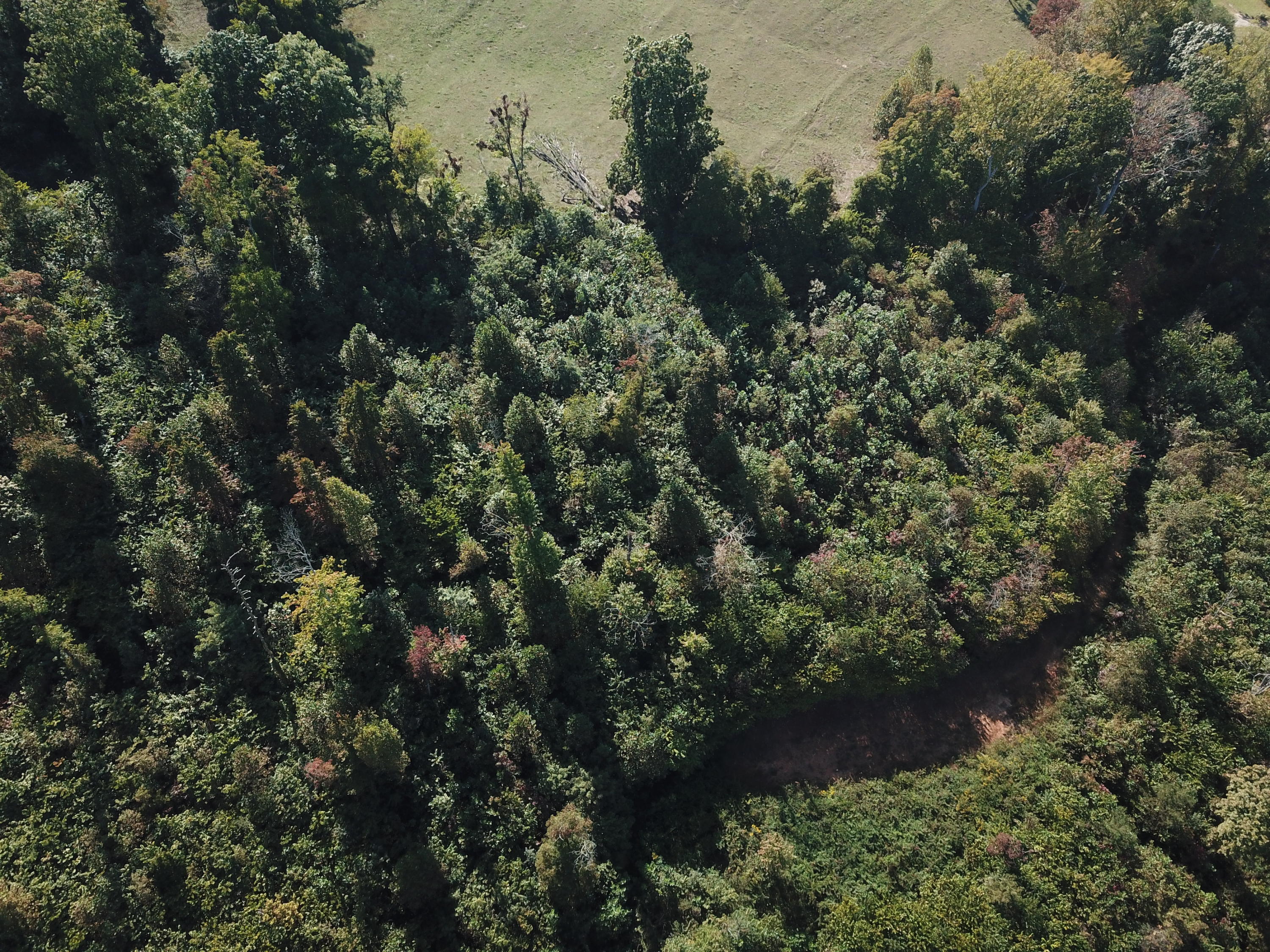 New Corinth Road Blaine, TN 37709 - Photo 4 of 7 DJI_0035