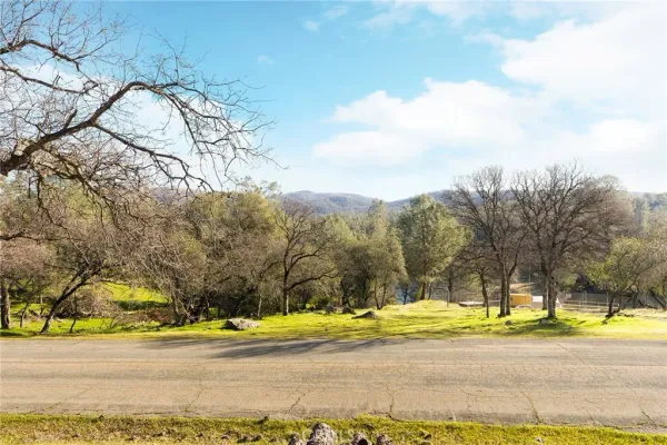 a view of a yard with large trees