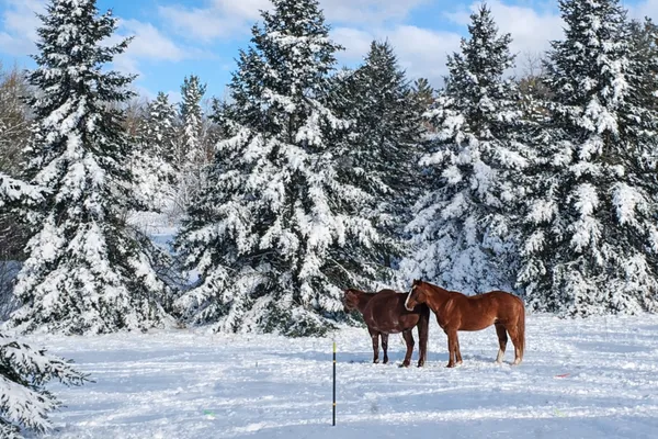 $349,900 | 35638 678th Street, Hill City, MN 55748