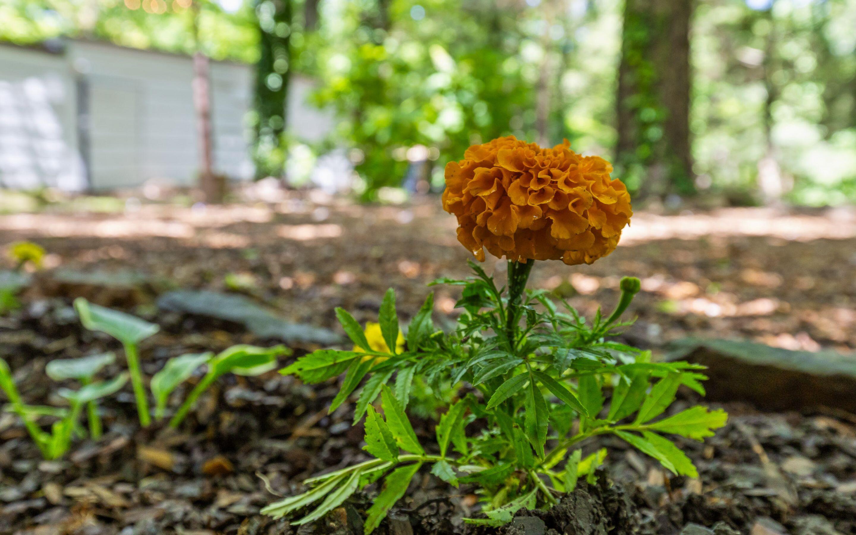 609 Albert Road Signal Mountain, TN 37377 - Photo 28 of 43 Flowers Blooming