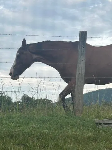 $445,000 | 1152 Cardiff Court, Roanoke, VA 24019