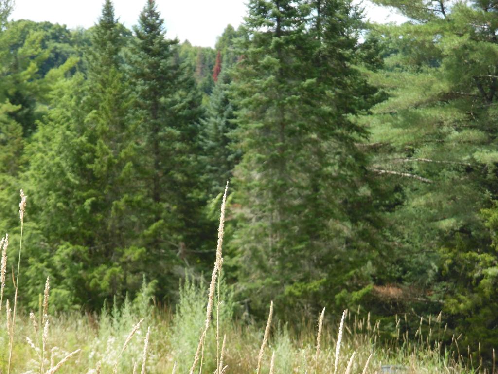 332 Fitzgerald Road Morristown, VT 05661 - Photo 16 of 23
