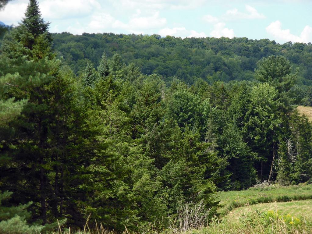 332 Fitzgerald Road Morristown, VT 05661 - Photo 3 of 23