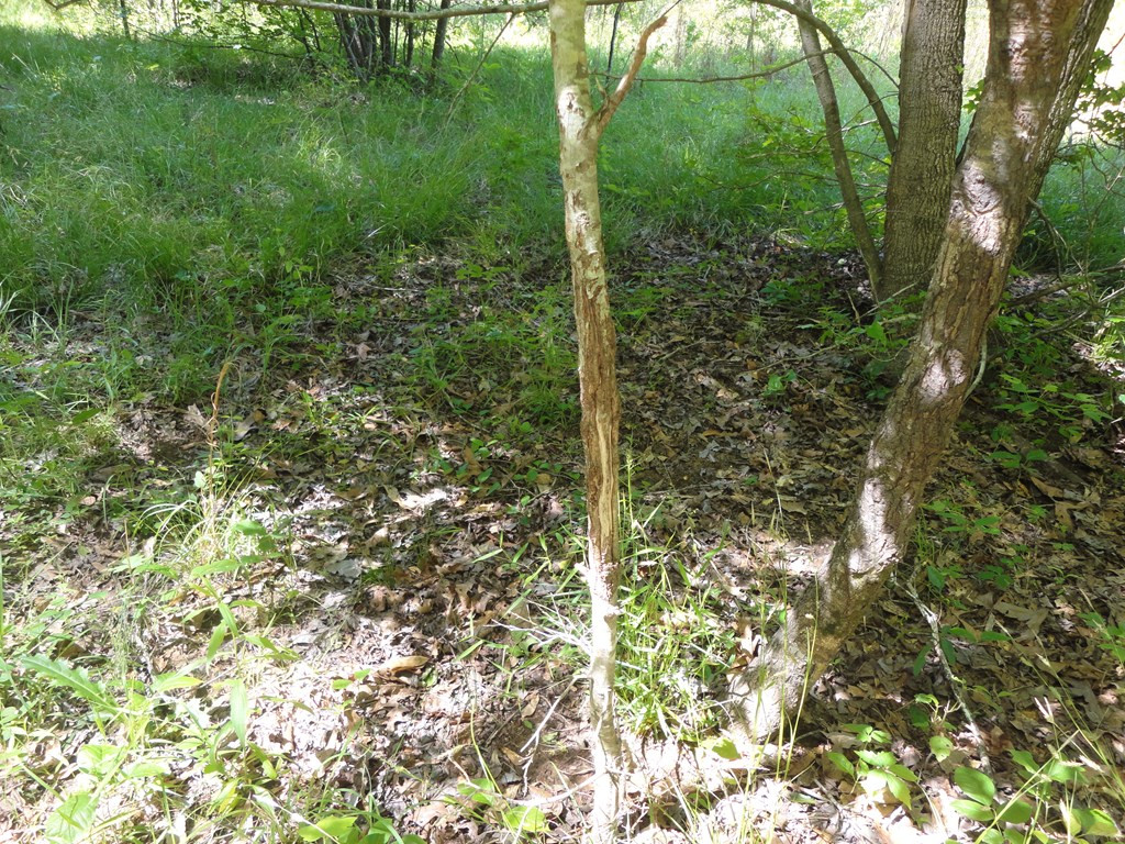 0 Hill Road Port Gibson, MS 39150 - Photo 12 of 14 Photo 12