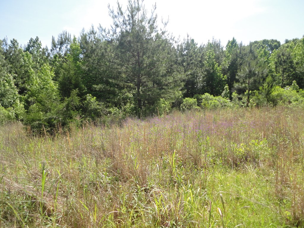 0 Hill Road Port Gibson, MS 39150 - Photo 3 of 14 Photo 3