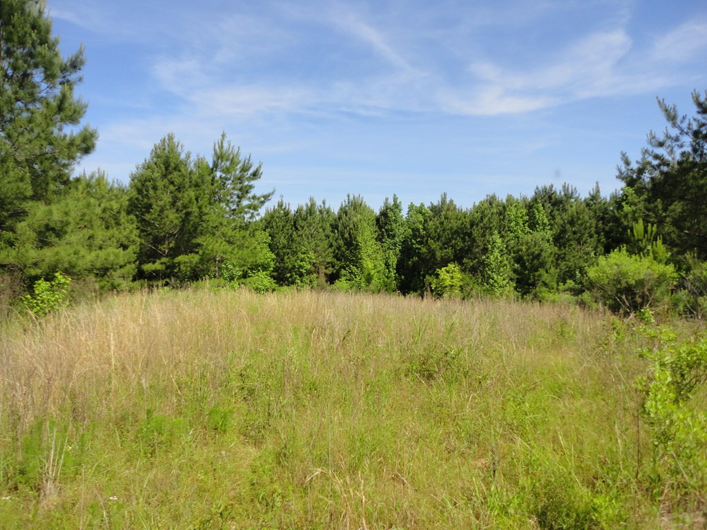 0 Hill Road Port Gibson, MS 39150 - Photo 4 of 14 Photo 4