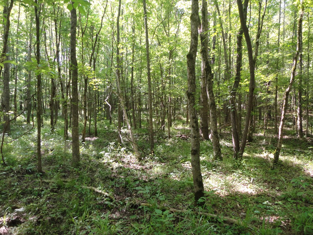 0 Hill Road Port Gibson, MS 39150 - Photo 6 of 14 Photo 6
