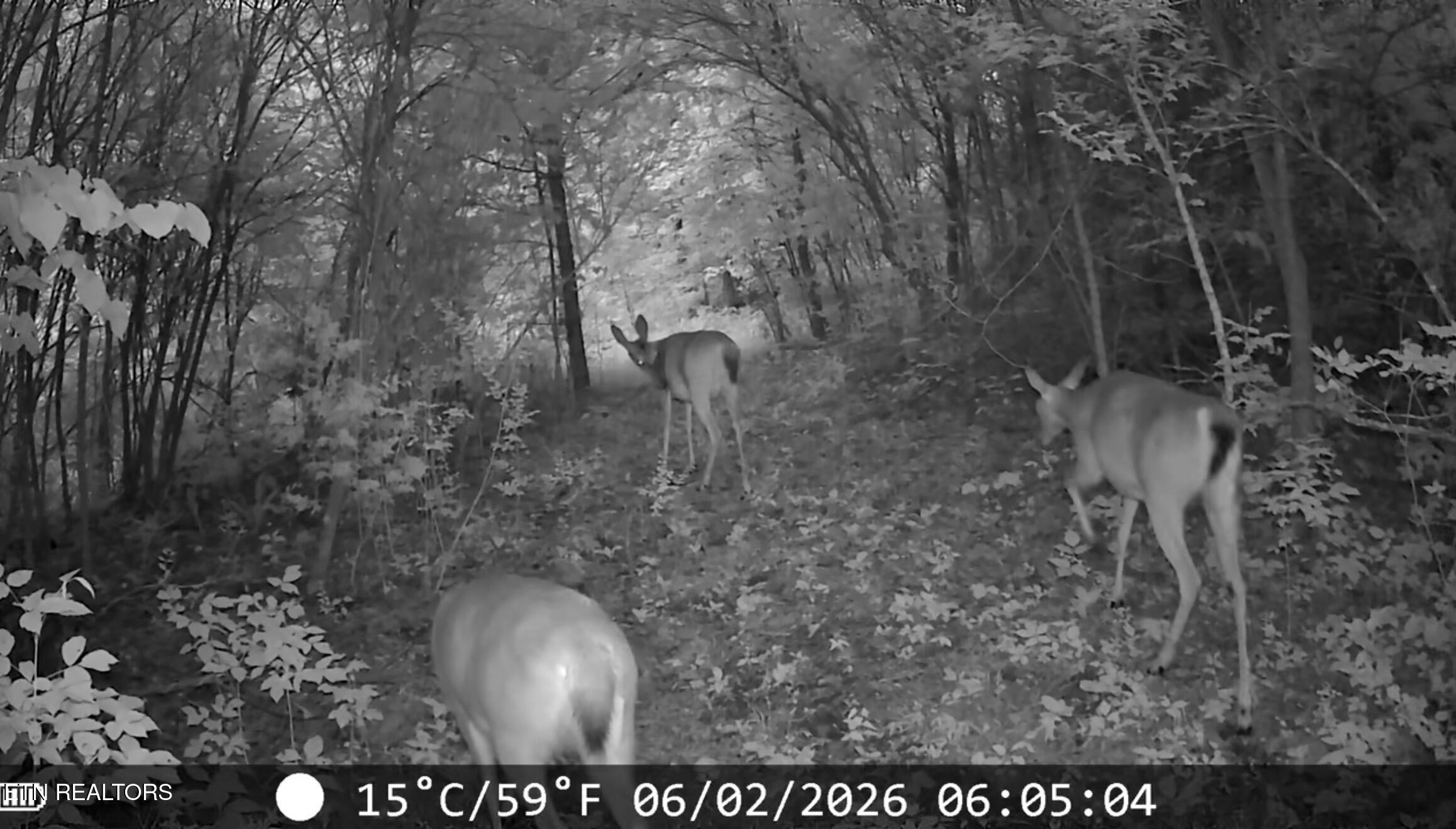 119 Springhouse Road Powell, TN 37849 - Photo 46 of 48 Trail Cams