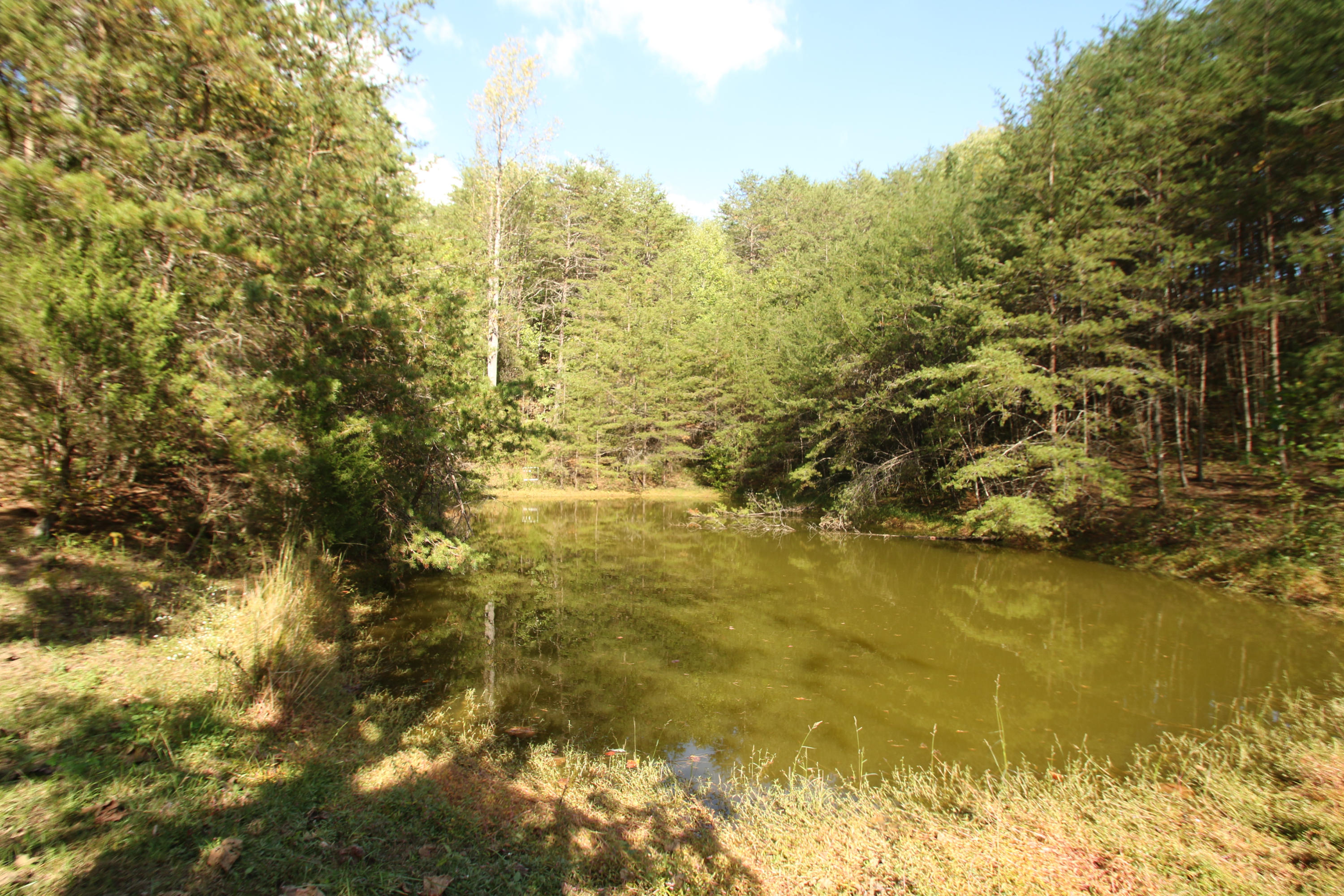 765 Old Stage Coach Road Rutledge, TN 37861 - Photo 15 of 38 Amazing pond located on the property