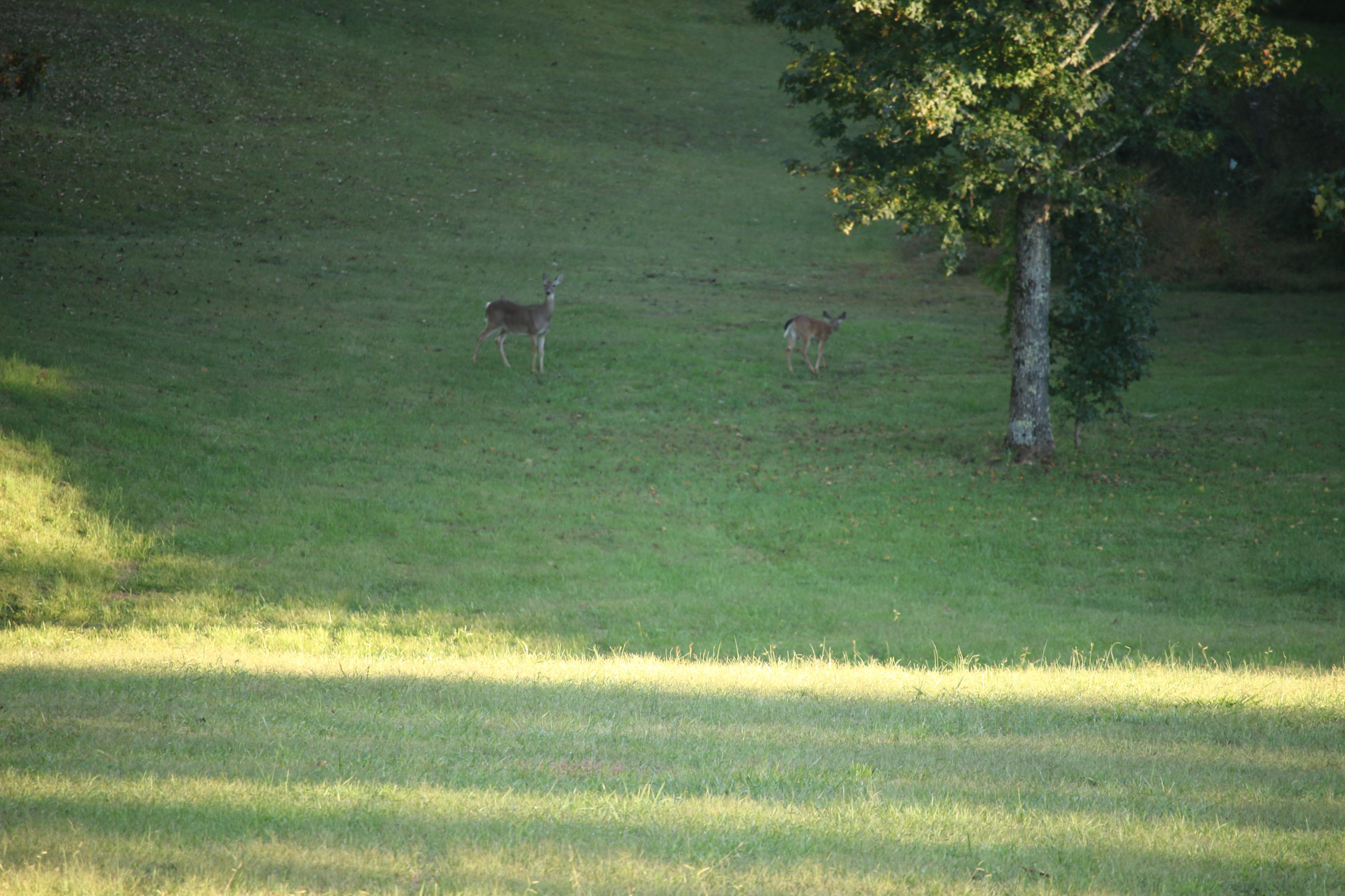765 Old Stage Coach Road Rutledge, TN 37861 - Photo 20 of 38 Wildlife at your doorstep