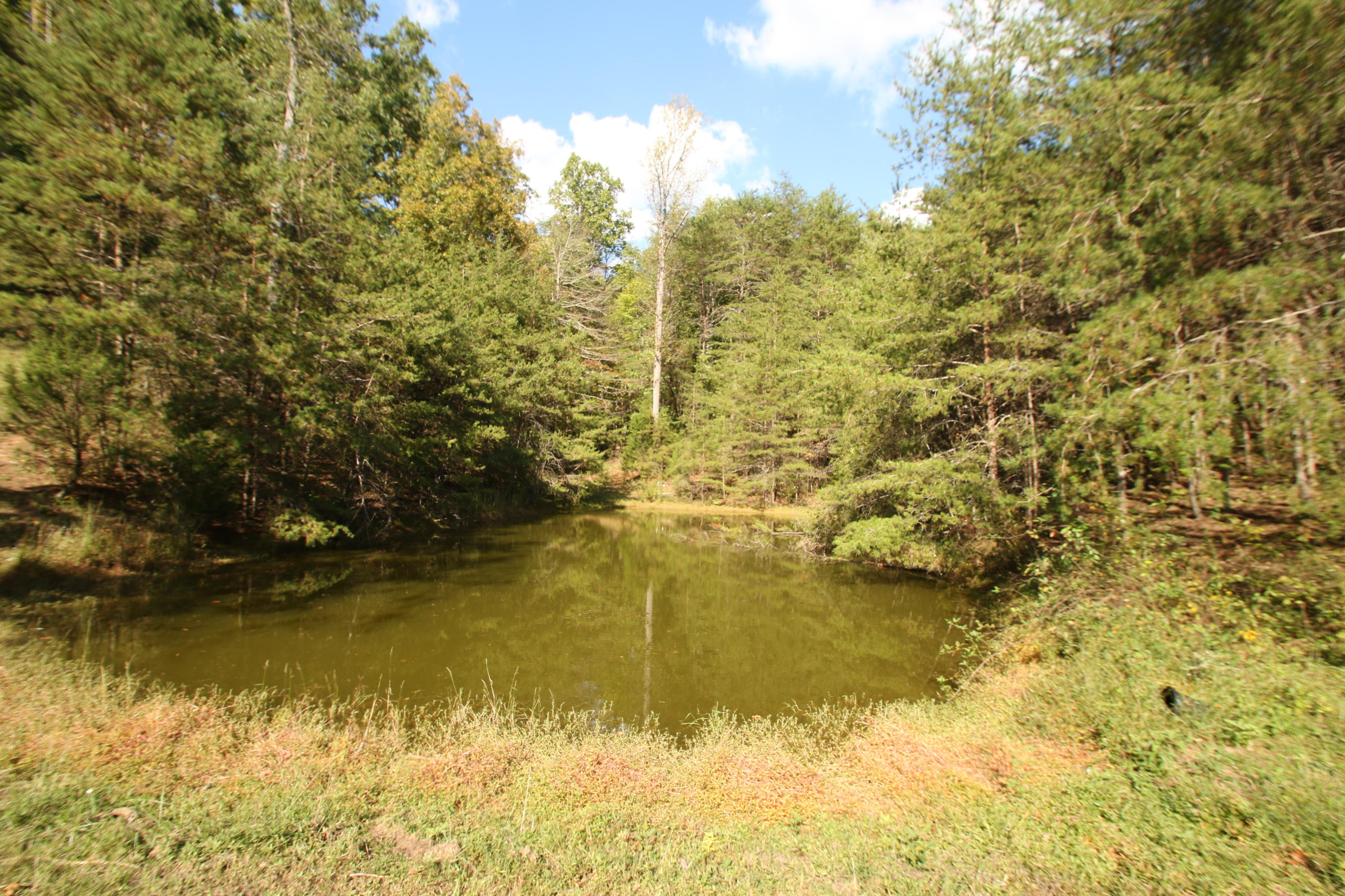 765 Old Stage Coach Road Rutledge, TN 37861 - Photo 29 of 38 Pond on your property
