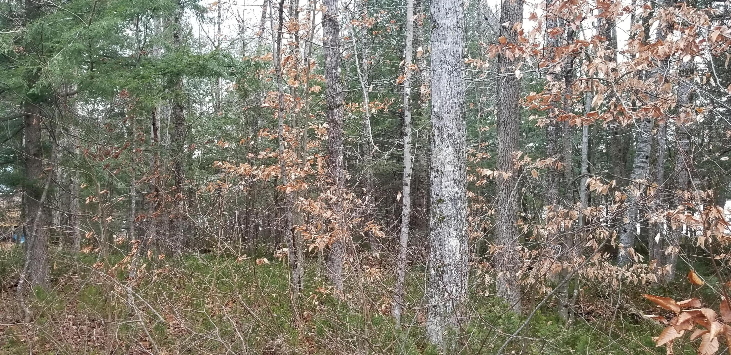 Lot 26 Quiet Harbor Road Readfield, ME 04355 - Photo 3 of 3 Land2