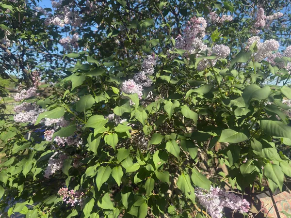 a view of outdoor space with garden