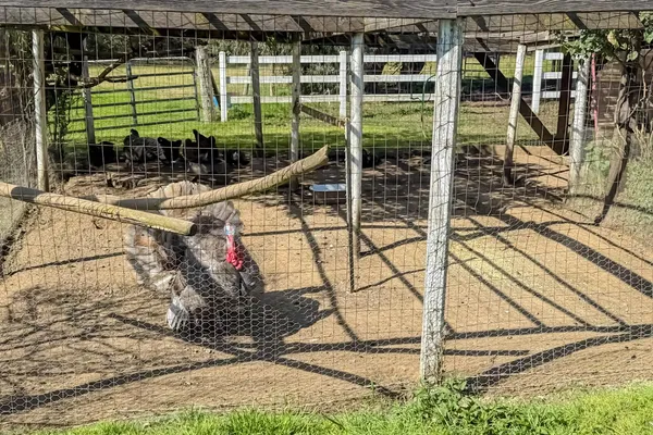 a view of a house with swimming pool