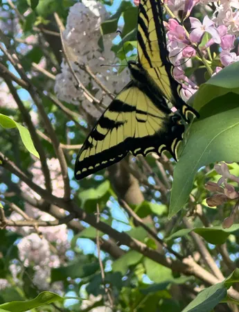 $825,000 | 2191 Archer Avenue, Live Oak, CA 95953