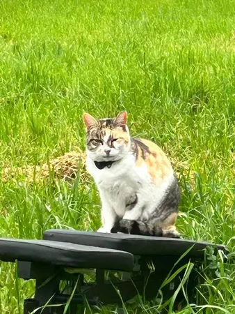 $825,000 | 2191 Archer Avenue, Live Oak, CA 95953