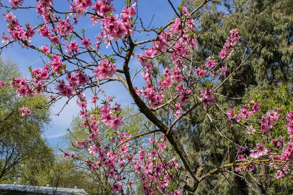 a plant that is sitting in front of a house