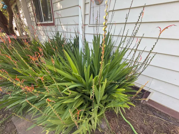a view of a yard with palm tree