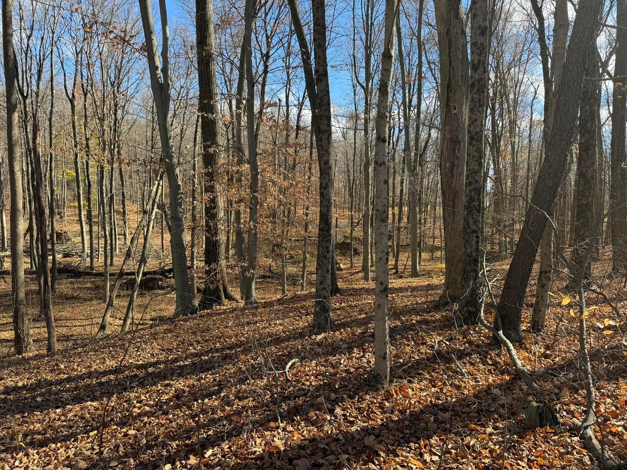 9100 Reffitt Road Mount Vernon, OH 43050 - Photo 4 of 35 Back woods 2