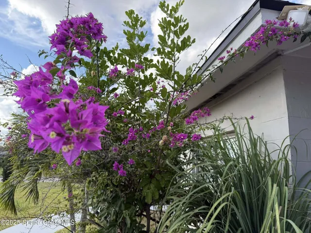 a flower plants in front of flowers
