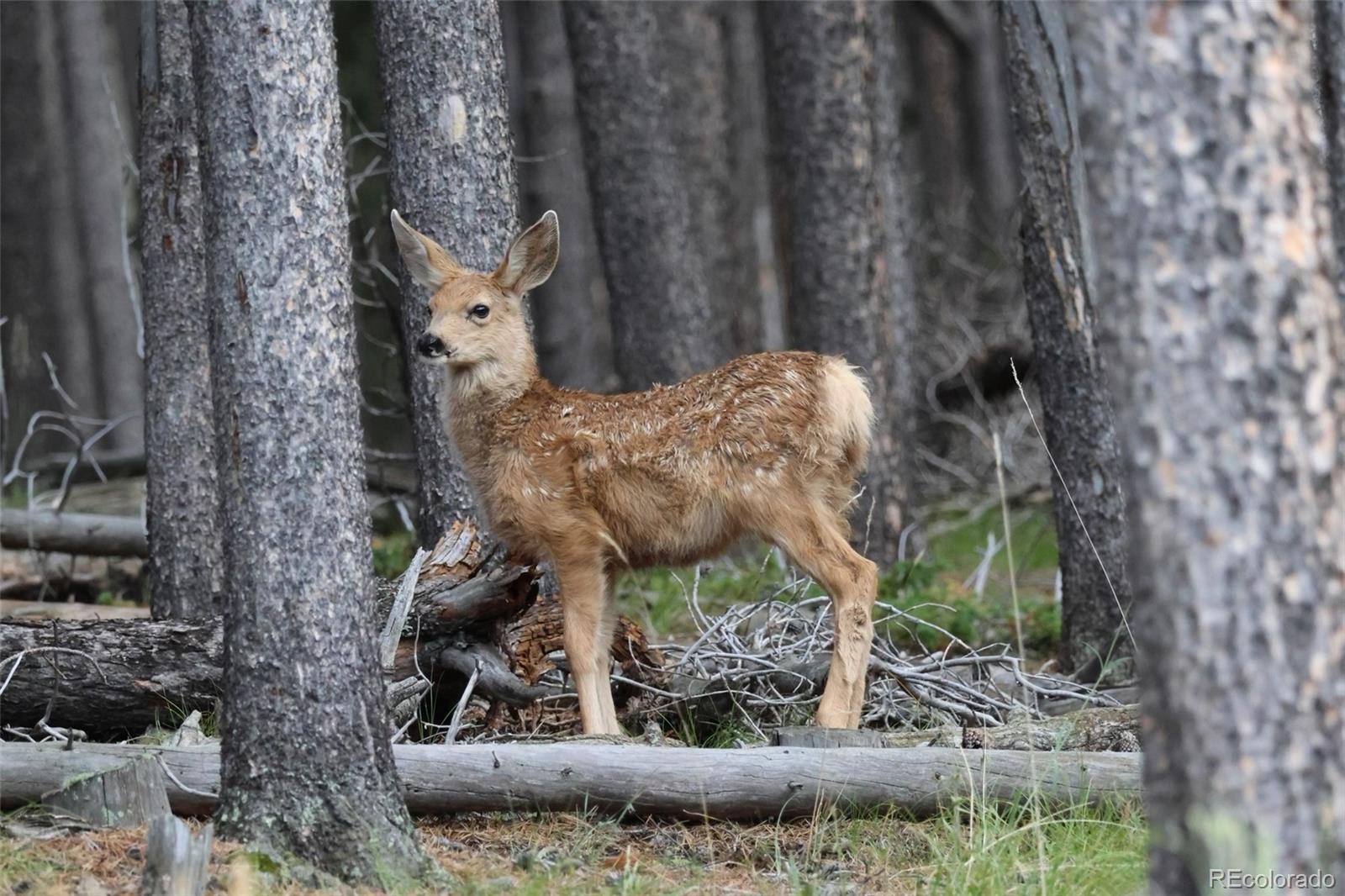 26269 Richmond Hill Road Conifer, CO 80433 - Photo 36 of 44 a view of a garden