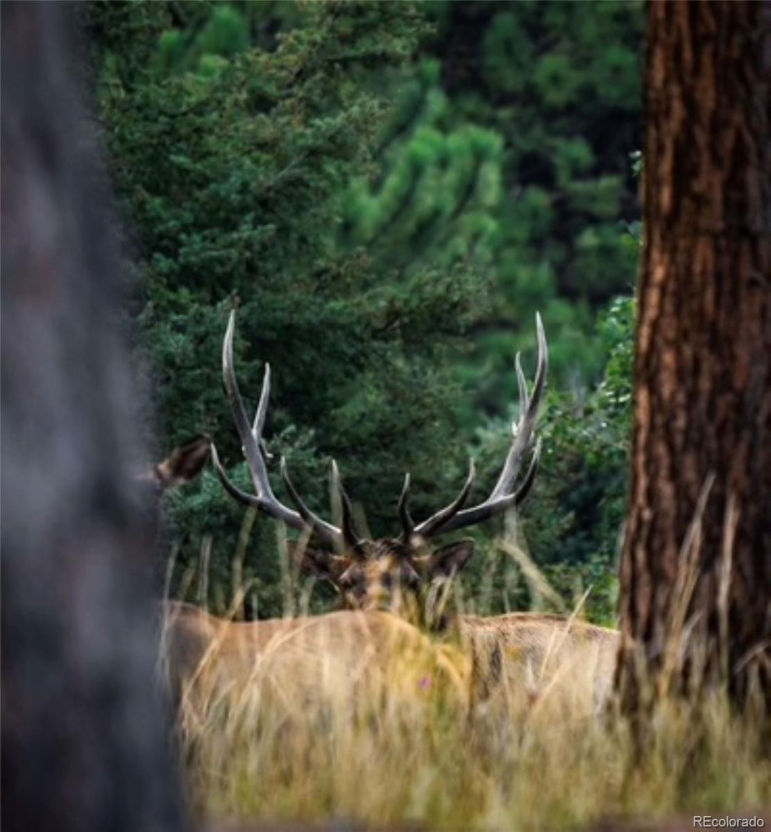 26269 Richmond Hill Road Conifer, CO 80433 - Photo 37 of 44 a view of outdoor space and garden