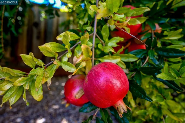 $1,330,000 | 1075 Irwin Court, Concord, CA 94518