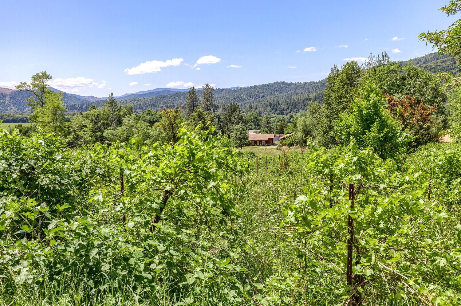3145 Helms Road Grants Pass, OR 97527 - Photo 73 of 79 91_HR_91_mls