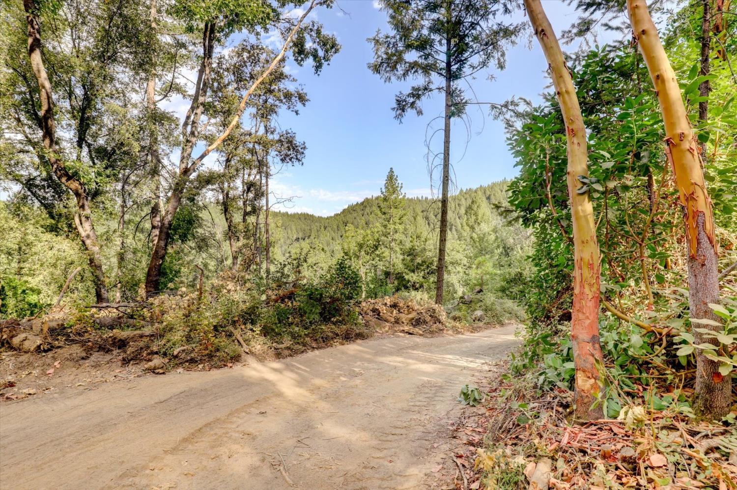 19455 Hogback Road Nevada City, CA 95959 - Photo 22 of 87 a view of a yard with plants and trees