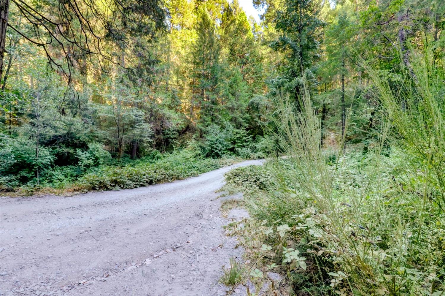 19455 Hogback Road Nevada City, CA 95959 - Photo 45 of 87 a view of a forest with a street
