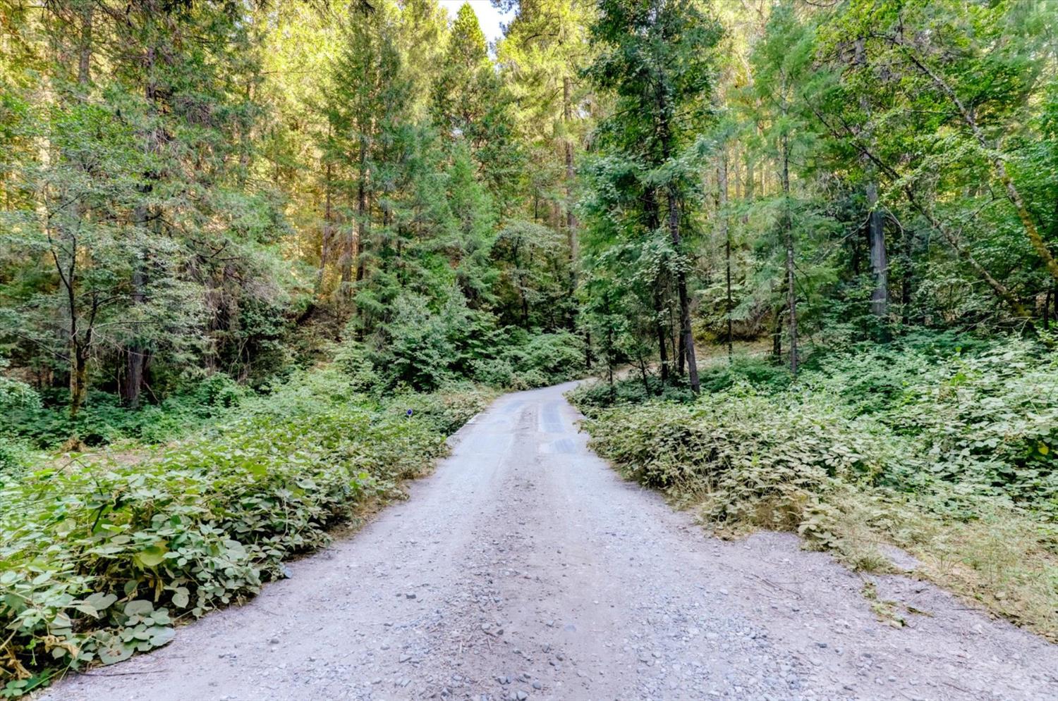 19455 Hogback Road Nevada City, CA 95959 - Photo 46 of 87 a view of a garden with plants and trees