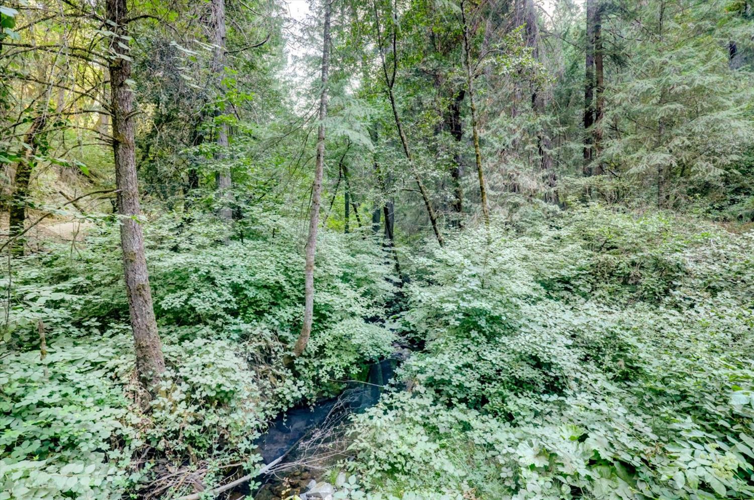 19455 Hogback Road Nevada City, CA 95959 - Photo 49 of 87 a view of a lush green forest