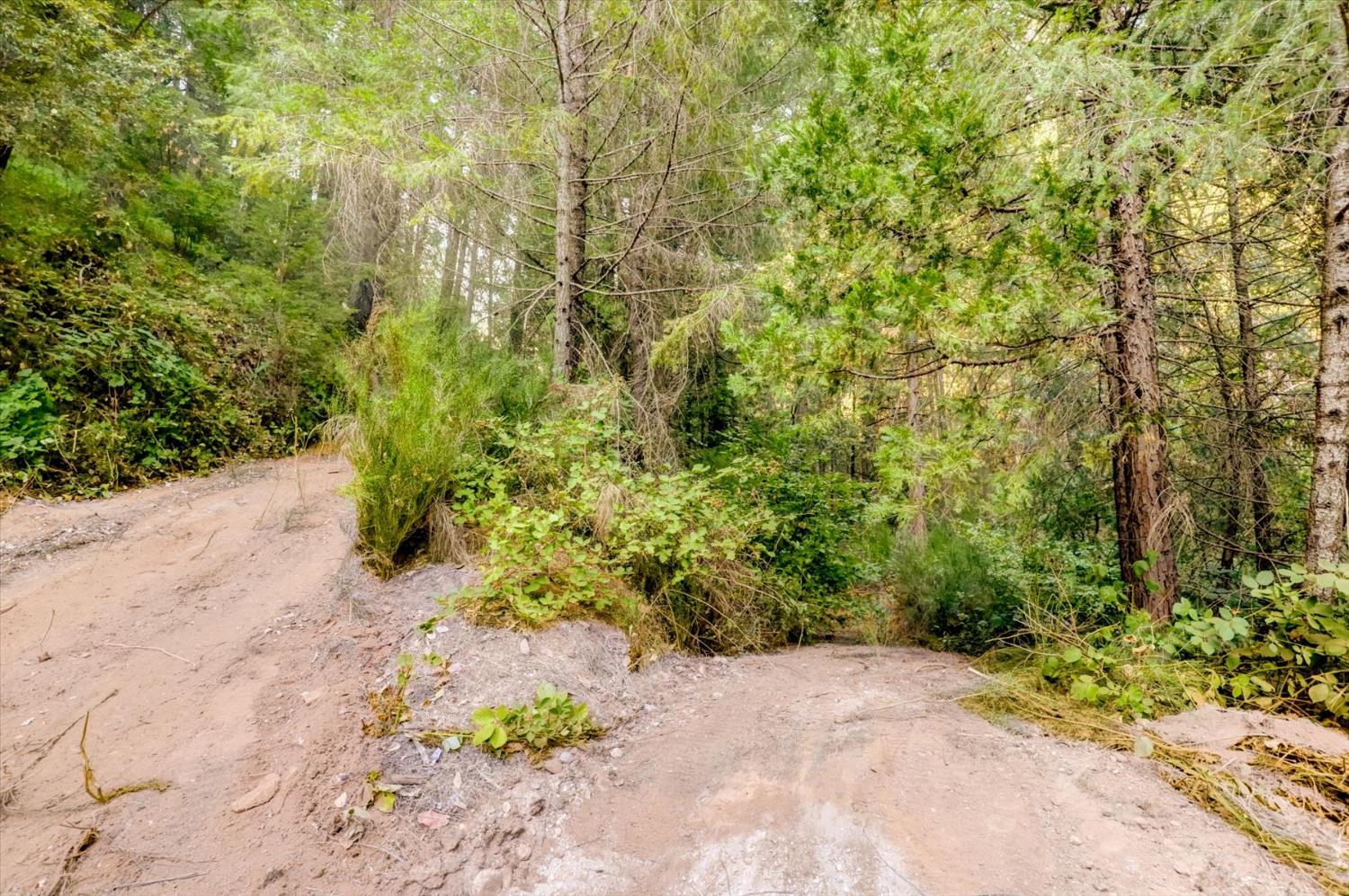 19455 Hogback Road Nevada City, CA 95959 - Photo 56 of 87 a view of a pathway both side of yard