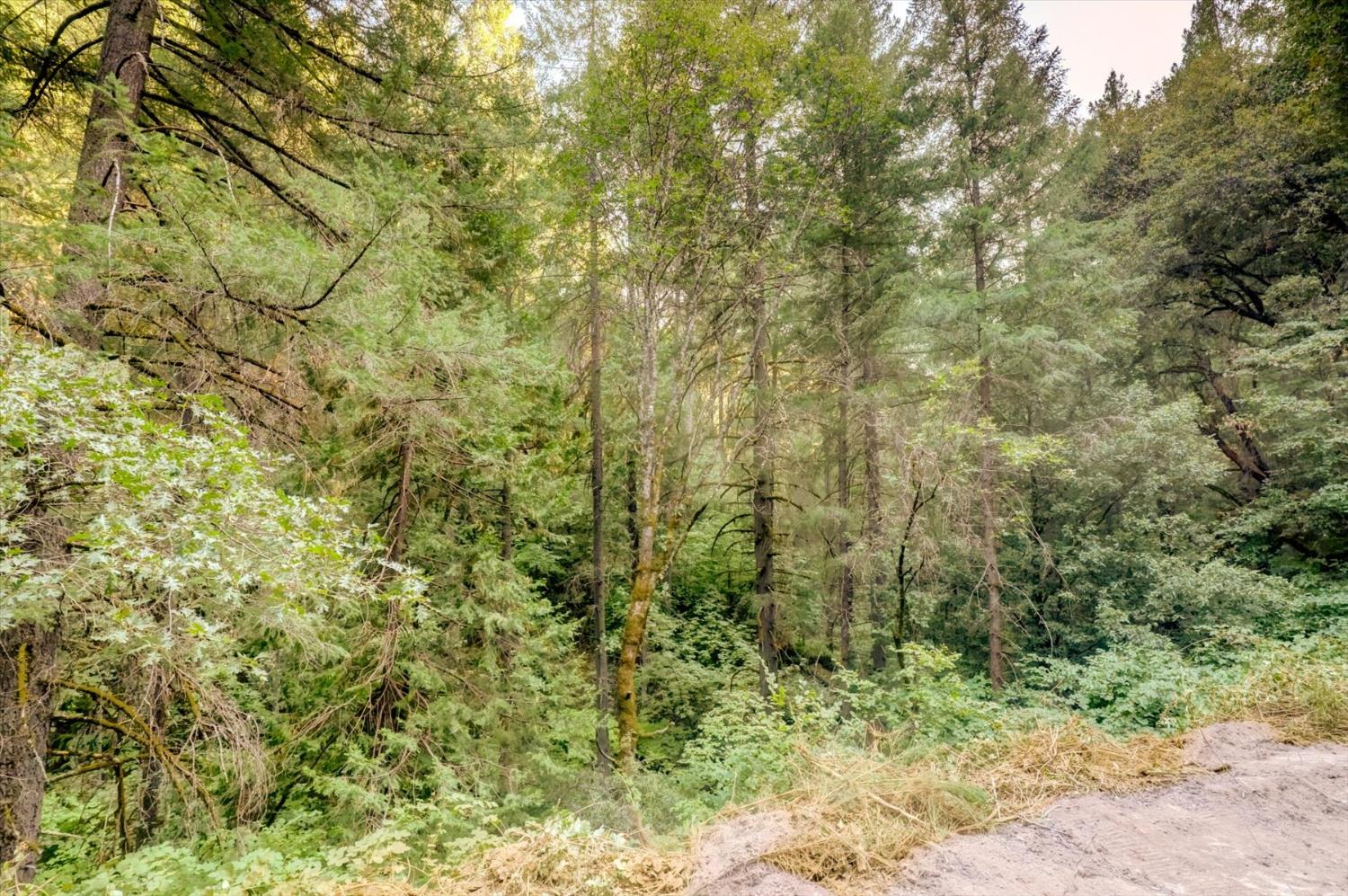 19455 Hogback Road Nevada City, CA 95959 - Photo 57 of 87 a view of a yard