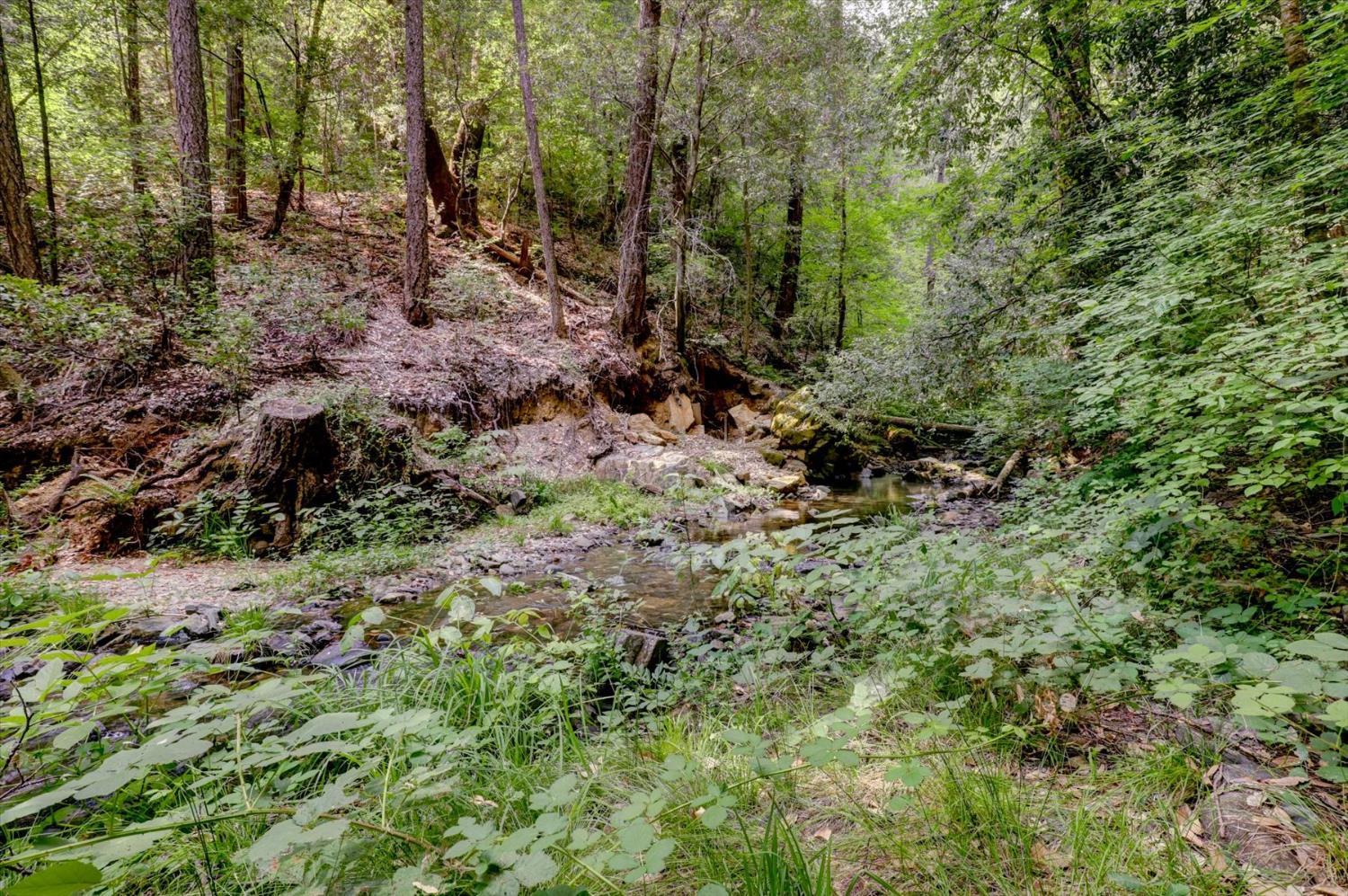 19455 Hogback Road Nevada City, CA 95959 - Photo 61 of 87 a view of a forest that has a tree