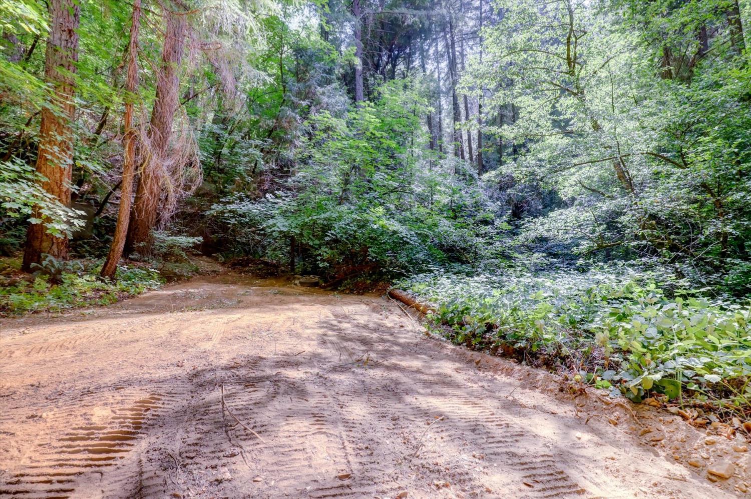 19455 Hogback Road Nevada City, CA 95959 - Photo 74 of 87 a view of a yard with plants and large trees
