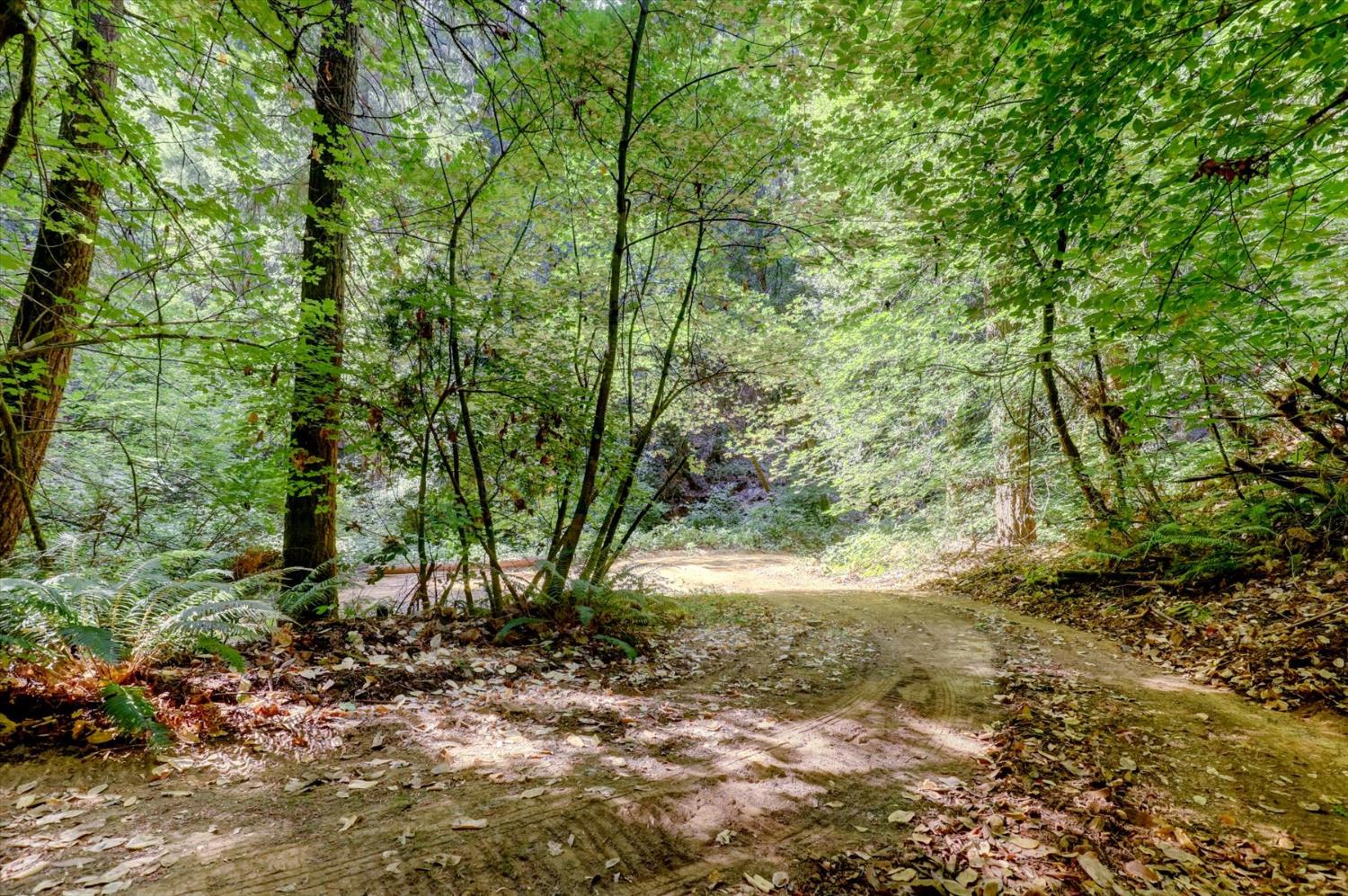 19455 Hogback Road Nevada City, CA 95959 - Photo 76 of 87 a view of a yard with plants and trees