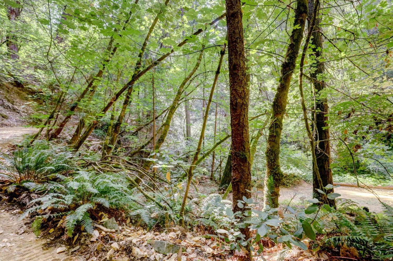 19455 Hogback Road Nevada City, CA 95959 - Photo 77 of 87 a backyard of a house with lots of green space