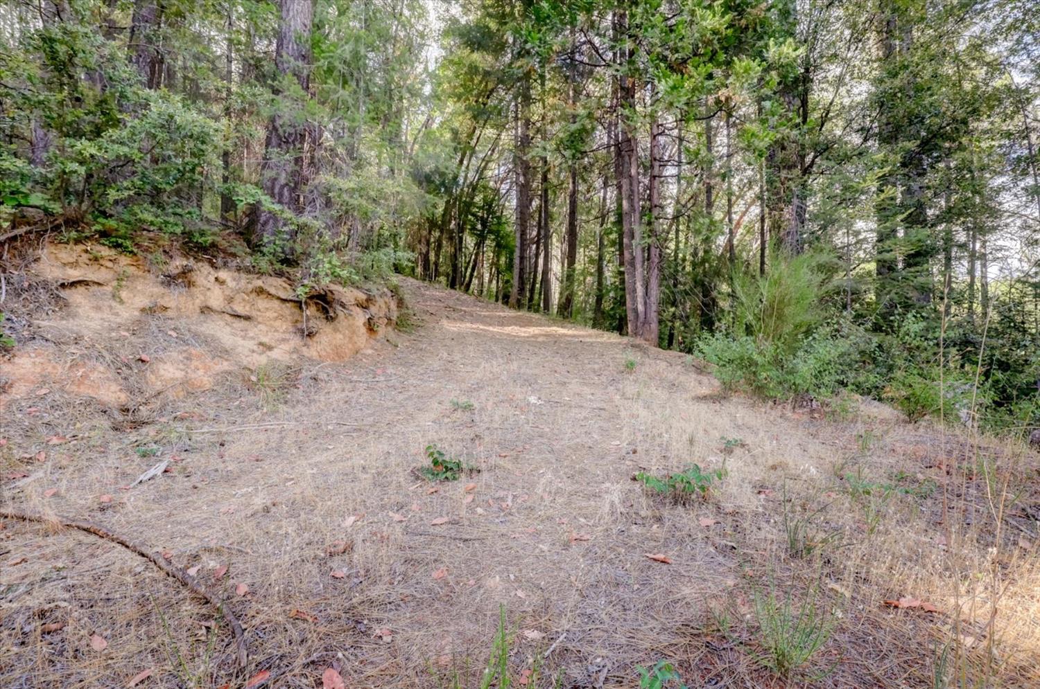 19455 Hogback Road Nevada City, CA 95959 - Photo 80 of 87 a view of a dry yard with trees in the background