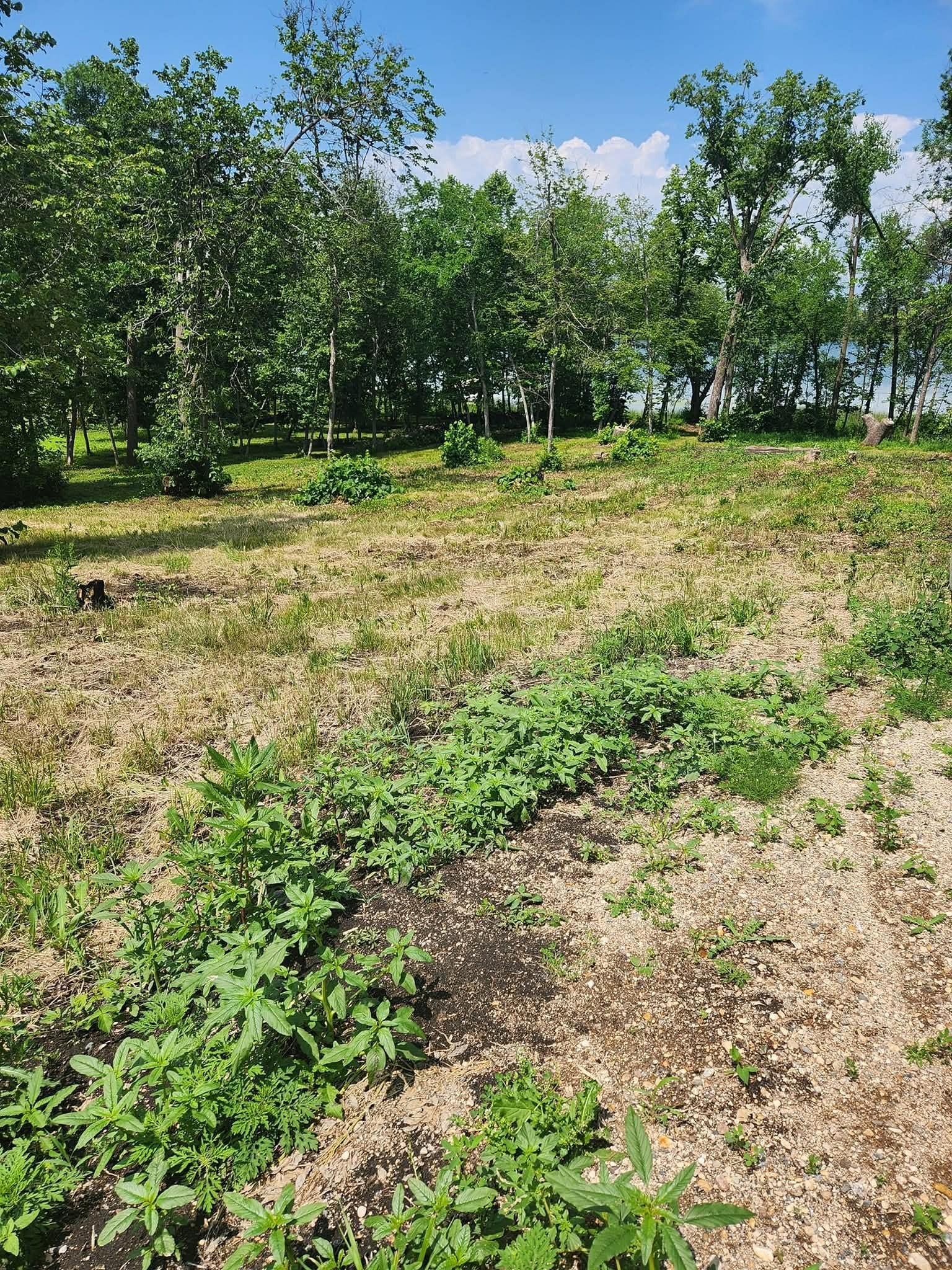 Lot 2 125th Street Dalton, MN 56324 - Photo 5 of 14