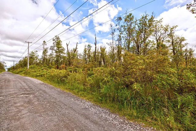 a view of a yard with plants and large trees
