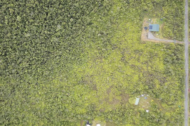 view of a dry yard with large trees