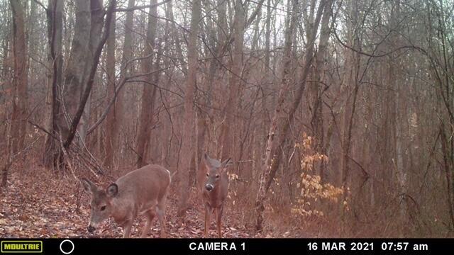 57640 St John Road Quaker City, OH 43773 - Photo 11 of 51 2 Deer-4