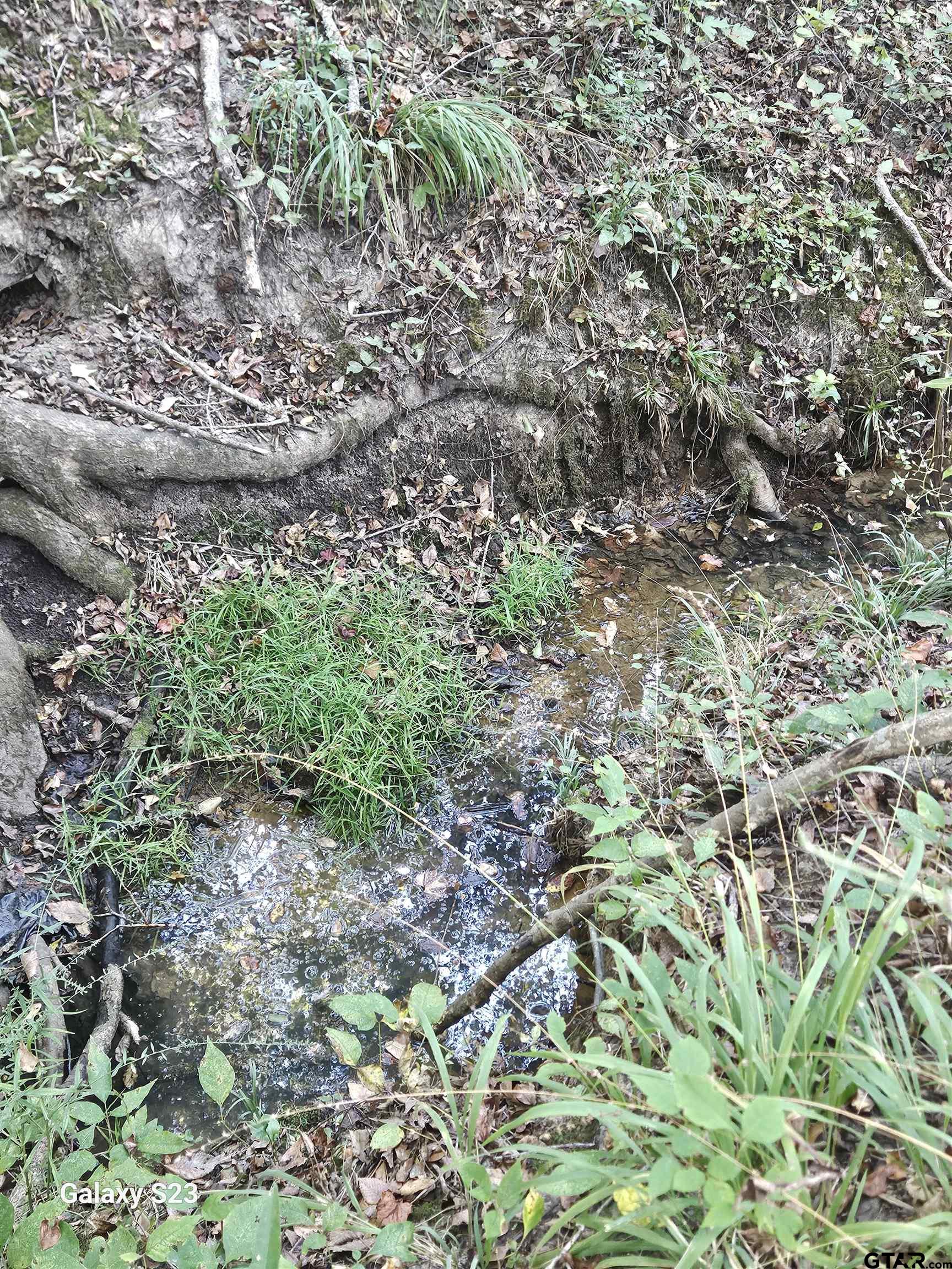 15830 Shady Creek Road Tyler, TX 75705 - Photo 18 of 32 a picture of a tree