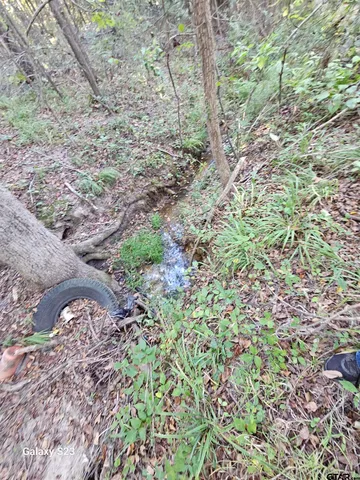 a view of a yard with a tree