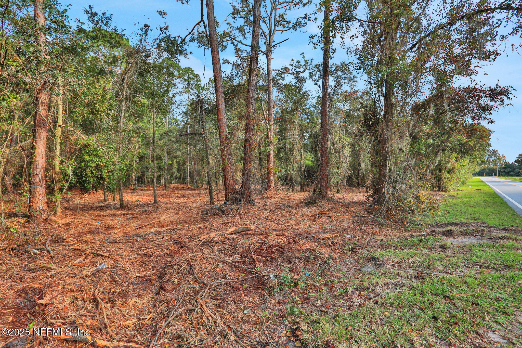 0 Joe Ashton Road St. Augustine, FL 32092 - Photo 12 of 14 a view of a forest with trees