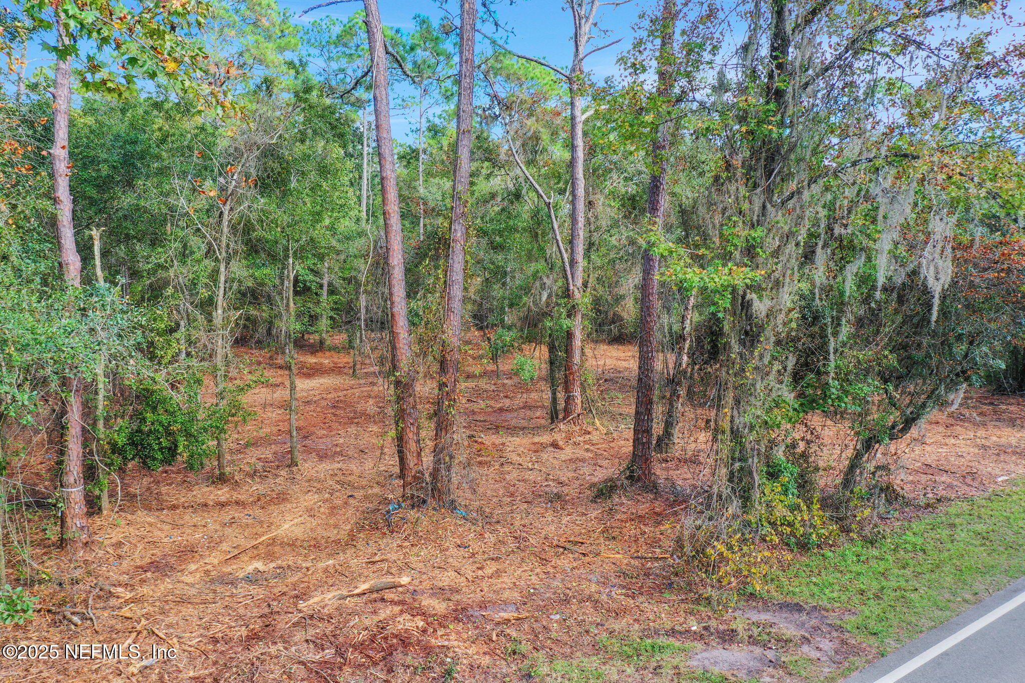 0 Joe Ashton Road St. Augustine, FL 32092 - Photo 4 of 14 a view of a forest with trees in the background
