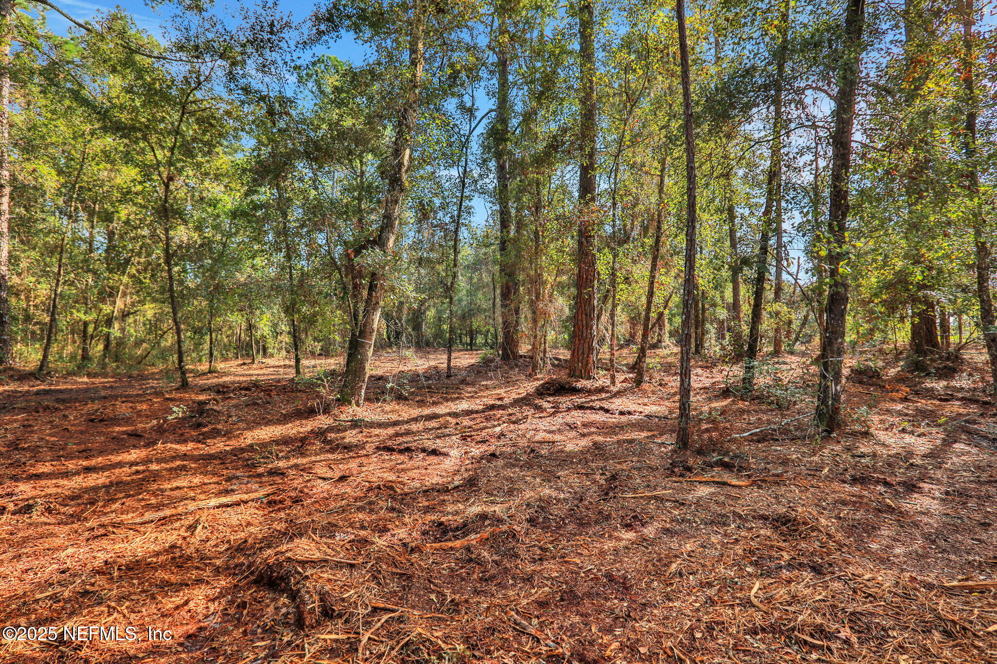 0 Joe Ashton Road St. Augustine, FL 32092 - Photo 9 of 14 a view of a tree in the middle of a yard